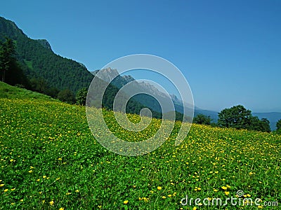 Green meadows on top of Hyrcanian forest, Northern Alborz Mountains, Iran Stock Photo