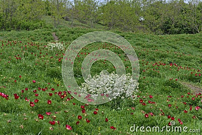 Landscape with footpath through a natural reserve of peony (Paeonia peregrina). Stock Photo