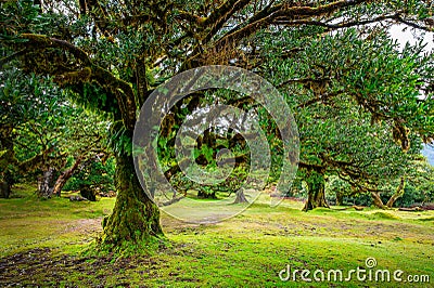 Landscape with the forest of Fanal, Madeira island Stock Photo