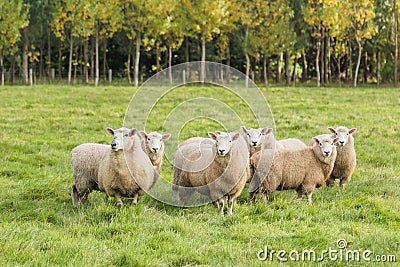 Landscape with forest and grazing sheep, South Island, New Zealand Stock Photo