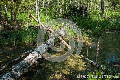 Landscape with forest river and beaver logs, Sergeevo, Palekh, V Stock Photo