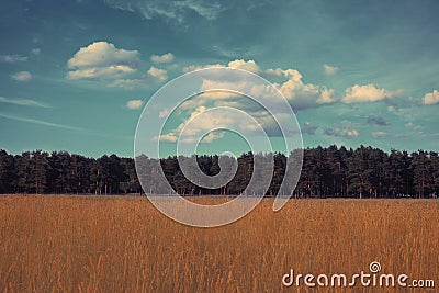 Landscape forest vintage colors Stock Photo