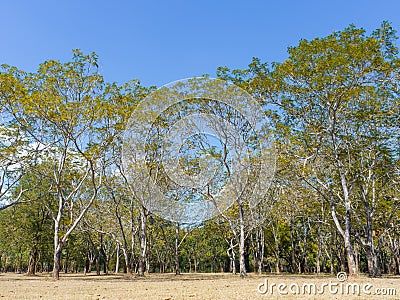 Landscape forests in spring with bright blue sky Stock Photo