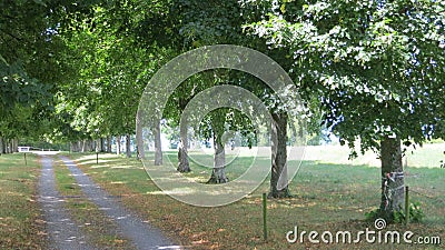 Landscape with fork rural roads in forest Stock Photo