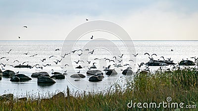 Landscape formed by large boulders covering the coast, a flock of birds resting on the rocks, morning hour Stock Photo