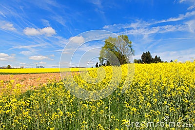 Landscape French Limousin with seed Stock Photo