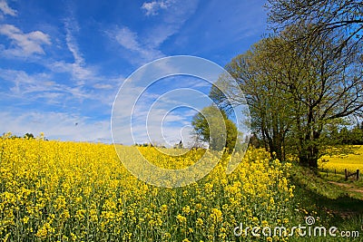 Landscape French Limousin with seed Stock Photo