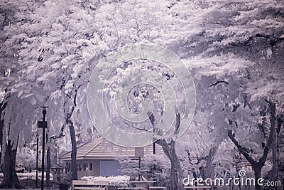 Landscape garden tree and grass(Infra-red photo ) Stock Photo