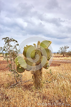 Landscape with giant Galapagos cactus, Santa Cruz Island, Galapagos, Ecuador Stock Photo