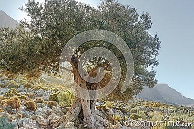 Landscape with gnarled old evergreen olive tree on Greek Kalymnos island Stock Photo