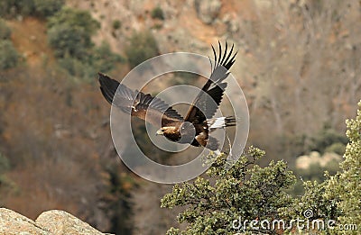 landscape with golden eagles flying Stock Photo