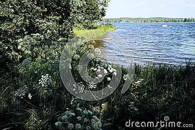 landscape grass flowers lake blue sky sunlight day Stock Photo