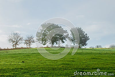 Landscape of a green field with trees background Stock Photo