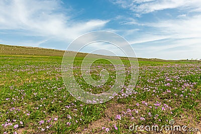 Landscape with green fields with flowers and cloudy sky Stock Photo