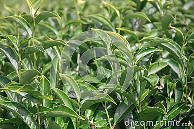 Landscape with green fields of tea in Ooty Stock Photo