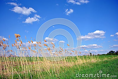 Landscape with green meadow and trees on horizon, yellow reeds, blue cloudy sky Stock Photo