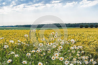 Landscape with green oat field and woods in the distance ahead of the rain. In the foreground, blossoming white scentless Mayweed Stock Photo