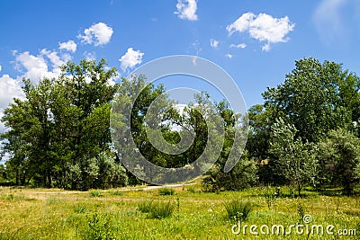 Landscape with green trees, meadow and blue sky Stock Photo