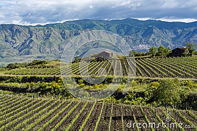 Landscape with green vineyards in Etna volcano region with mineral rich soil on Sicily, Italy Stock Photo