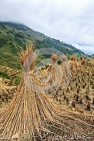 Landscape with hay stacks drying on rice fields Stock Photo