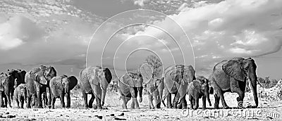 Landscape of a Herd of African Elephants walking across the savannah in black & white Stock Photo