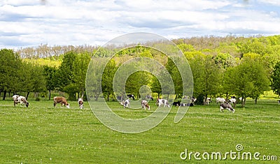 Landscape - herd of cows grazing Stock Photo