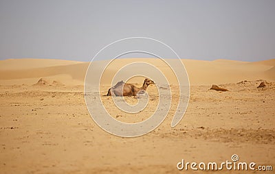 Landscape a herd of camels in the desert Stock Photo