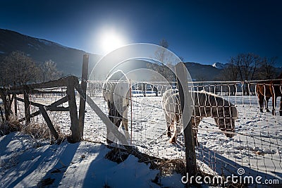 Landscape of highland field at winter with pasturing horses Stock Photo