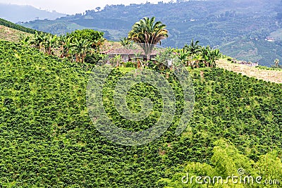 Coffee Plants and Small House Stock Photo