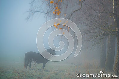 horse in a misty dawn in fall Stock Photo