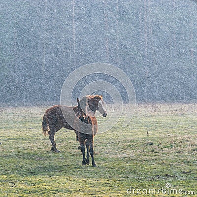 Landscape with horse silhouettes in a snowstorm Stock Photo