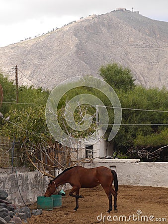 Landscape with horses on the background of mountains in the village of Perissa, on the island of Santorini, Greece. Stock Photo