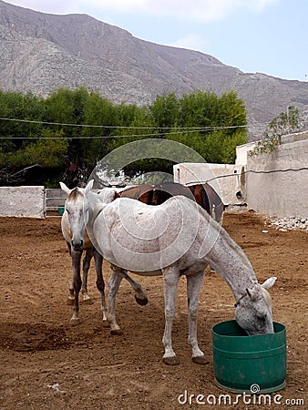 Landscape with horses on the background of mountains in the village of Perissa, on the island of Santorini, Greece. Stock Photo