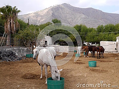 Landscape with horses on the background of mountains in the village of Perissa, on the island of Santorini, Greece. Stock Photo