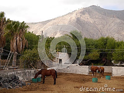 Landscape with horses on the background of mountains in the village of Perissa, on the island of Santorini, Greece. Stock Photo