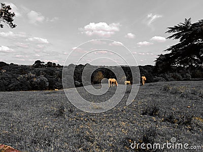 Landscape with horses,dawn colour pop Stock Photo