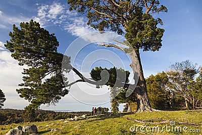 Landscape with a huge pine tree. Bingie. Australia. Stock Photo