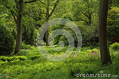 Landscape image of beautiful vibrant lush green forest woodland Stock Photo