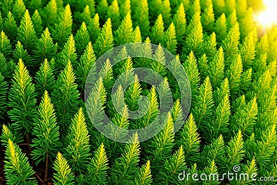 A small part is a branch of thuja. Stock Photo