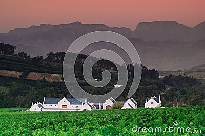 Landscape image of a vineyard, Stellenbosch, South Africa. Stock Photo