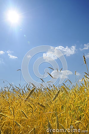 Landscape image of a wheat field Stock Photo
