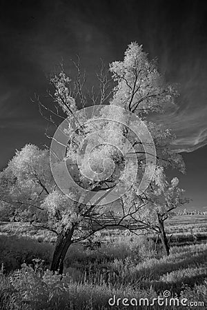 Landscape in infrared light Stock Photo