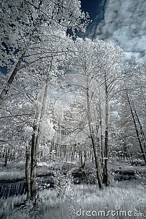 Landscape in infrared light Stock Photo