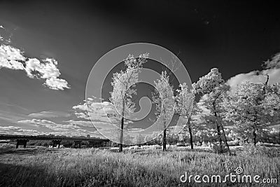 Landscape in infrared light Stock Photo