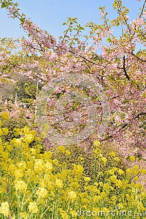 Landscape of Japanese Spring With pink Cherry Blossoms Stock Photo