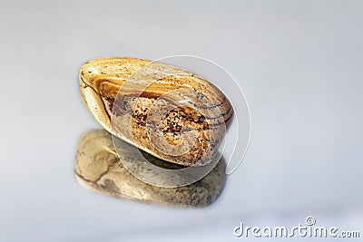 Landscape jasper-stone of life Stock Photo