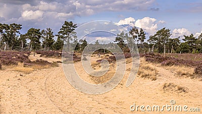 Landscape of Kalmthoutse Heide Stock Photo