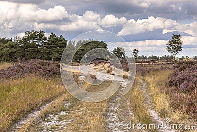 Landscape of Kalmthoutse Heide Stock Photo