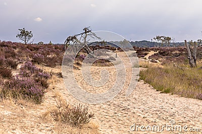 Landscape of Kalmthoutse Heide Stock Photo