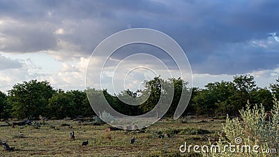 Landscape Kruger Park in South Africa Stock Photo